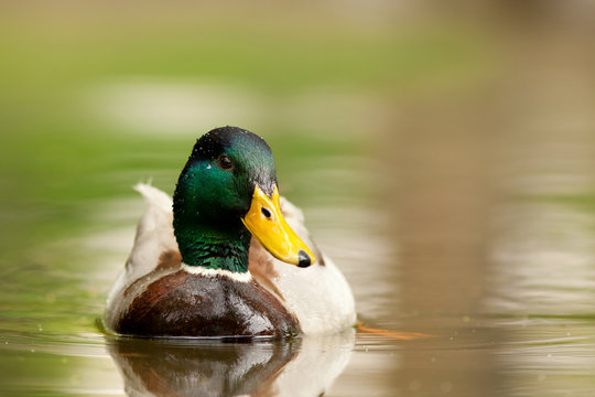 colvert canard face