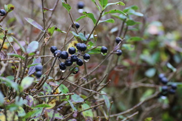 Black berries of a privet (Ligustrum) hedge