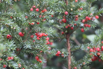 Edible red fruits of the european yew (Taxus baccata)