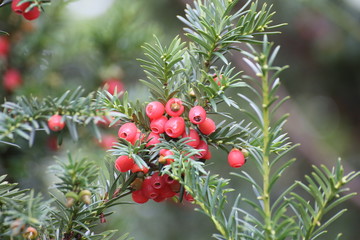 Edible red fruits of the european yew (Taxus baccata)