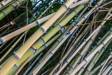 Bamboo