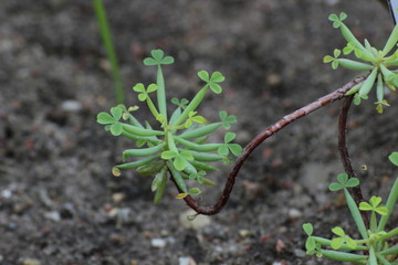Blossom of the wood sorrel species Oxalis herrerae