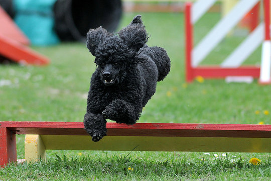 caniche en agility