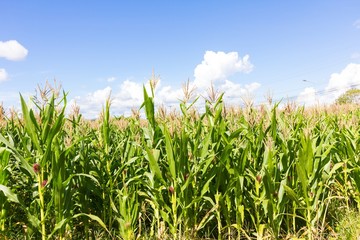 Green Corn field