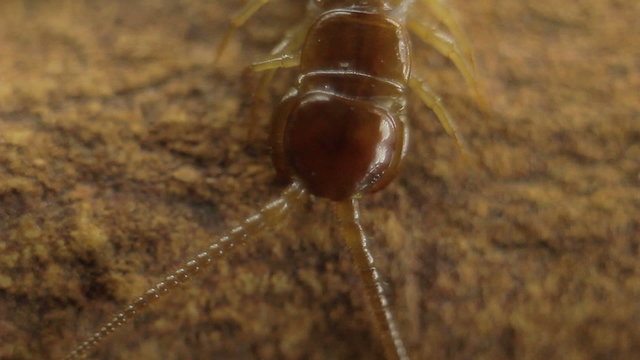 Centipede head against a log