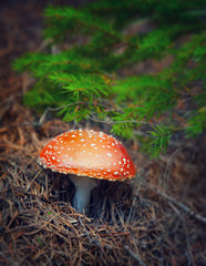 Amanita mushroom in autumn forest