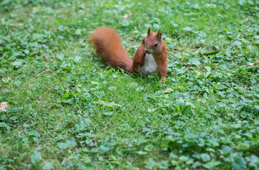 squirrel in Lazienki Park in Warsaw, Poland