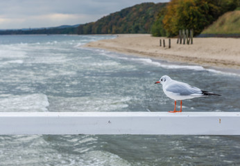 Obraz premium Mew sitting on balustrade of pier in Orlowo in Gdynia, Poland
