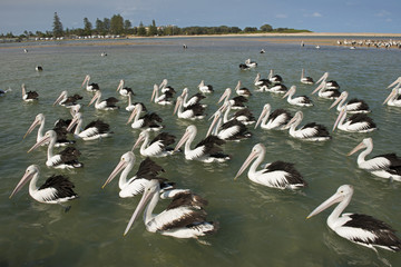 .The daily pelican feeding of more than eighty birds.
