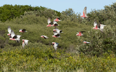 Pink Galahs in flight on the NSW north coast.
