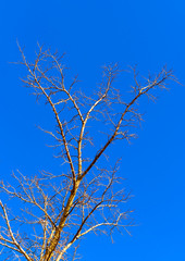 tree with naked branches near Peleta village in Greece