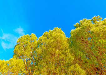 Fototapeta premium pinus tree near Peleta village in Greece