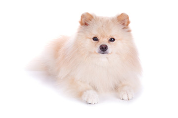 Fototapeta na wymiar white pomeranian puppy dog