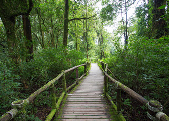 Wood of pavement in green jungle