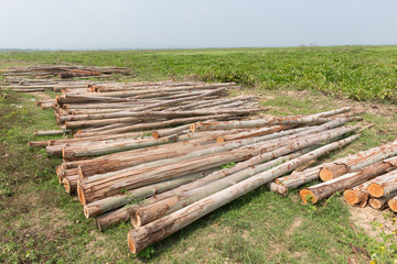 Eucalyptus tree, Pile of wood logs ready for industry
