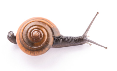 Snail