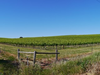 Fototapeta na wymiar A wine vineyard in spring in the Clare valley in south Australia