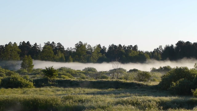 Moving fog at dawn