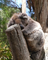 A koala in an Eucalyptus tree in Australia