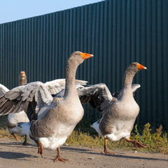 domestic geese on a farm