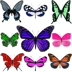 Fototapeta na wymiar colorful butterfly