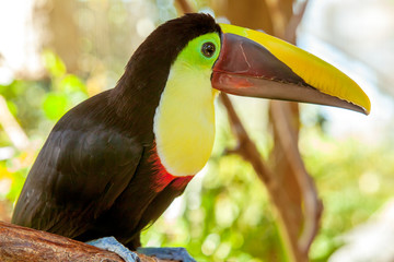 Tukan in Costa Rica © Siegfried Schnepf