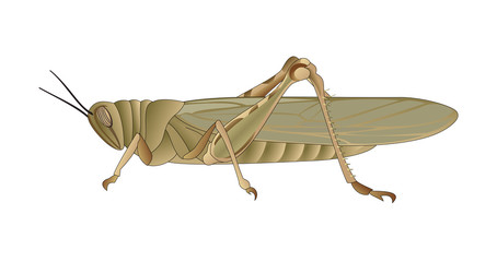 Grasshopper