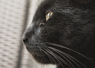 Katze profil © anneliese2013