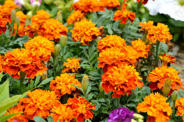 여름철의 야생화와 들판