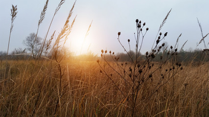 Sunny morning on a field