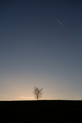 small lonely tree on hill in sunset sky