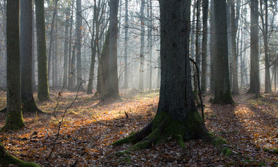 Autumnal misty morning in the forest