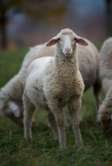 lamb looking at camera