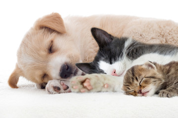 Puppy and kitten sleeps