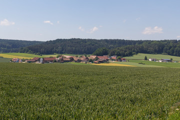 Hartenricht in Summer