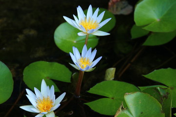 Lotus of Thailand