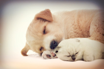 Puppy and kitten sleeps