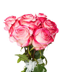 Fresh pink roses on white