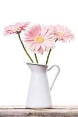 Gerbera pink daisy flower