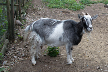 goat in the yard - symbol of the year 2015