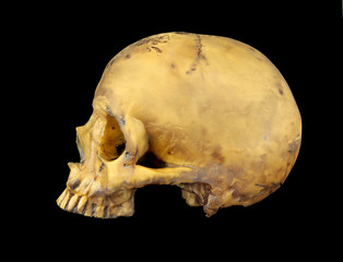 Old human skull isolated on black background.