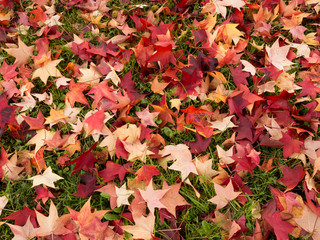 Autumn, fall leaves on grass, lawn. Red, yellow.