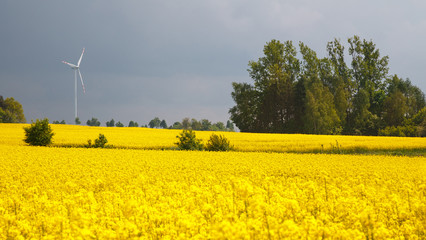Clean energy, wind turbine in the midst of canola field