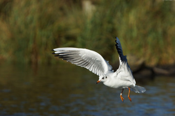 Black-headed Gull, Chroicocephalus ridibundus