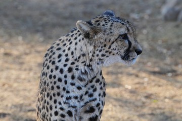 Gepard (Acinonyx jubatus)