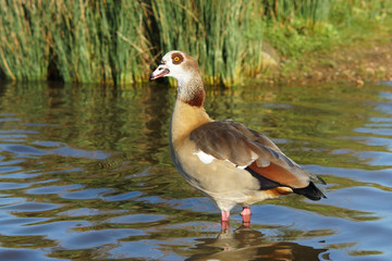 Egyptian Goose, Alopochen aegyptiaca