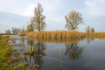 Fototapeta na wymiar The shore of a lake with reed in autumn