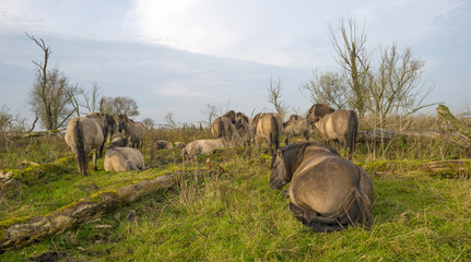 Herd of konik horses in nature at fall © Naj