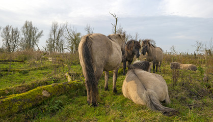 Herd of konik horses in nature at fall