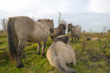 Herd of konik horses in nature at fall © Naj
